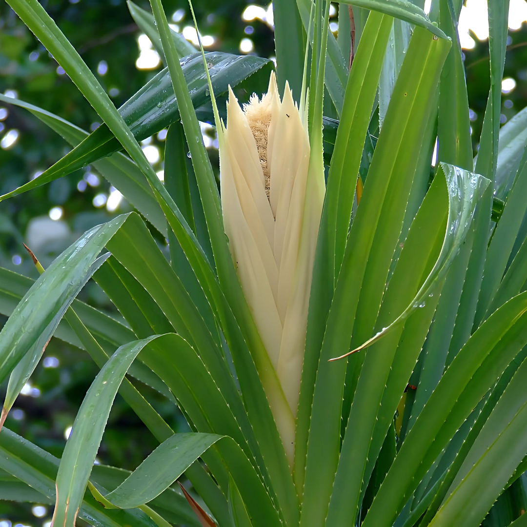 Garam Masala + Biryani Masala + Rose Water + Kewra Water Combo (2 x 100g + 2 x 350ml)